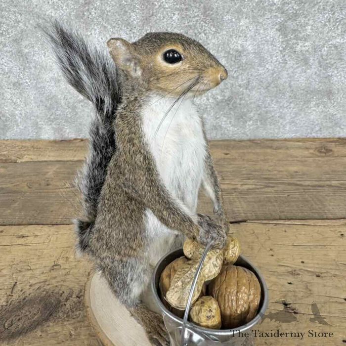 grey squirrel novelty taxidermy mount for sale grey squirrel novelty taxidermy mount for sale