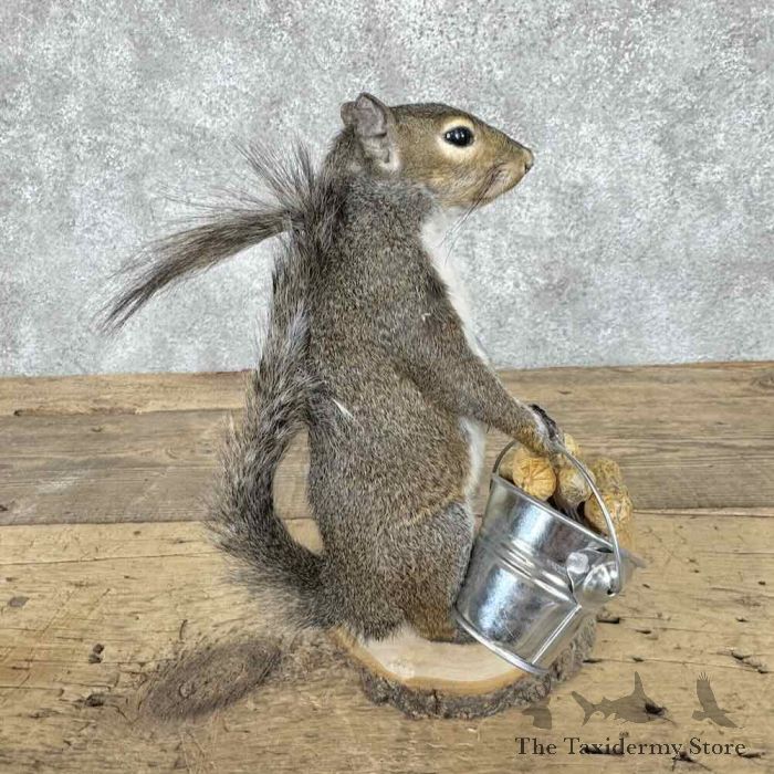 grey squirrel novelty taxidermy mount for sale grey squirrel novelty taxidermy mount for sale