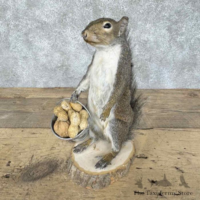 grey squirrel novelty taxidermy mount for sale grey squirrel novelty taxidermy mount for sale