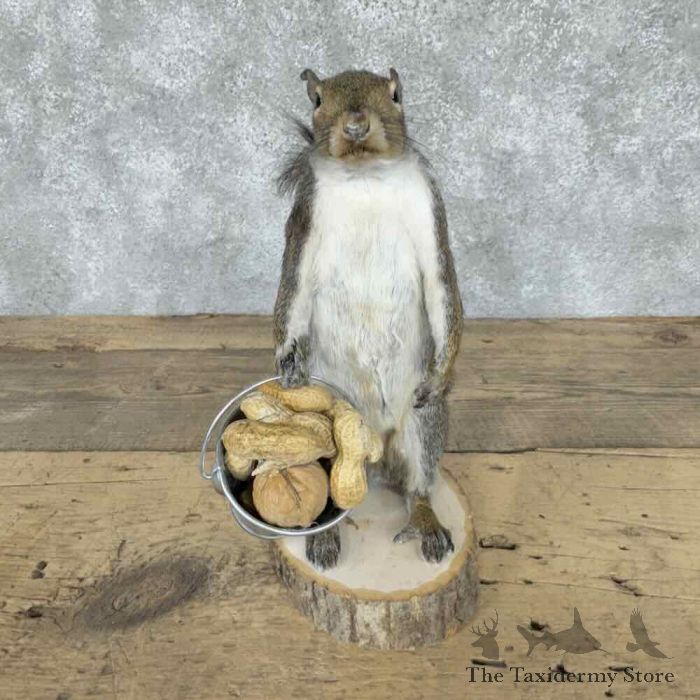 grey squirrel novelty taxidermy mount for sale grey squirrel novelty taxidermy mount for sale