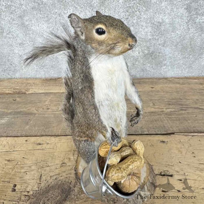 grey squirrel novelty taxidermy mount for sale grey squirrel novelty taxidermy mount for sale