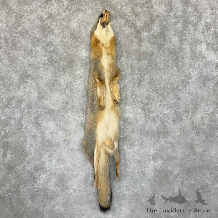 grey fox tanned hide taxidermy for sale grey fox tanned hide taxidermy for sale