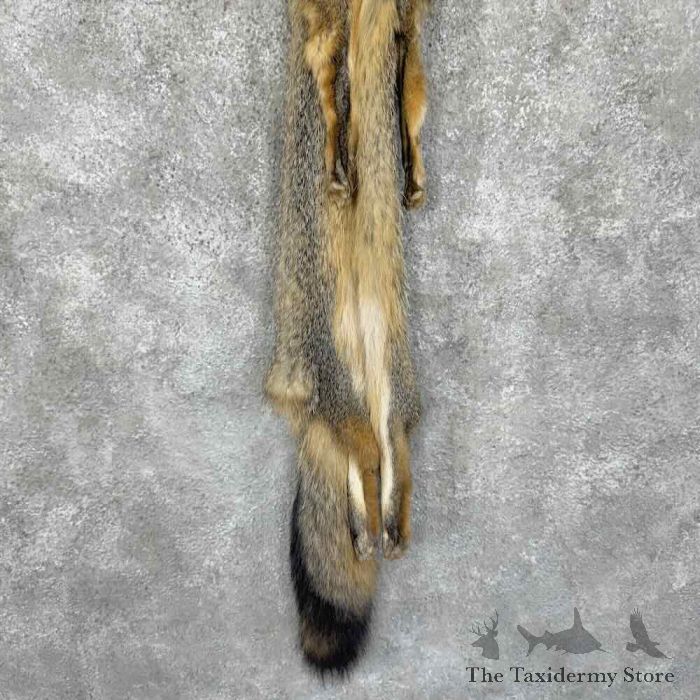 grey fox tanned hide taxidermy for sale grey fox tanned hide taxidermy for sale