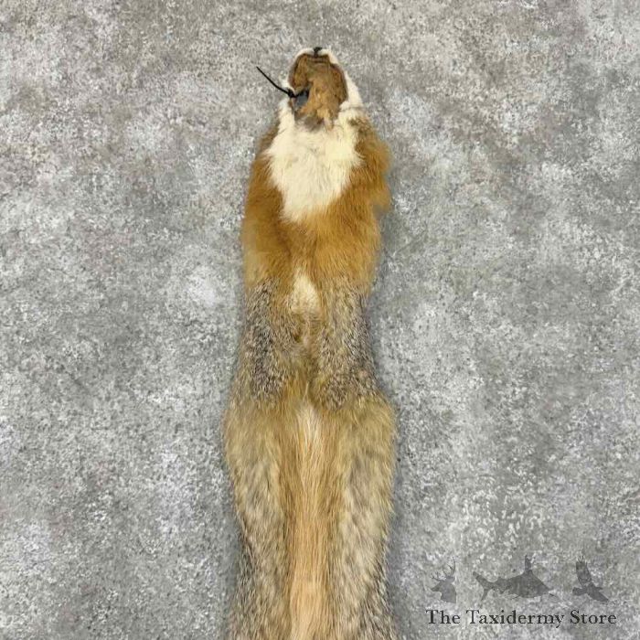 grey fox tanned hide taxidermy for sale grey fox tanned hide taxidermy for sale