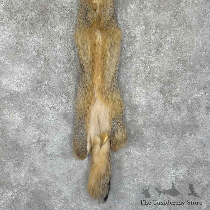 grey fox tanned hide taxidermy for sale grey fox tanned hide taxidermy for sale