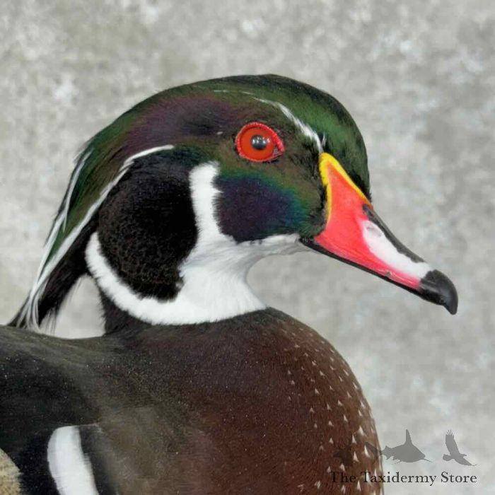 wood duck taxidermy bird mount for sale wood duck taxidermy bird mount for sale