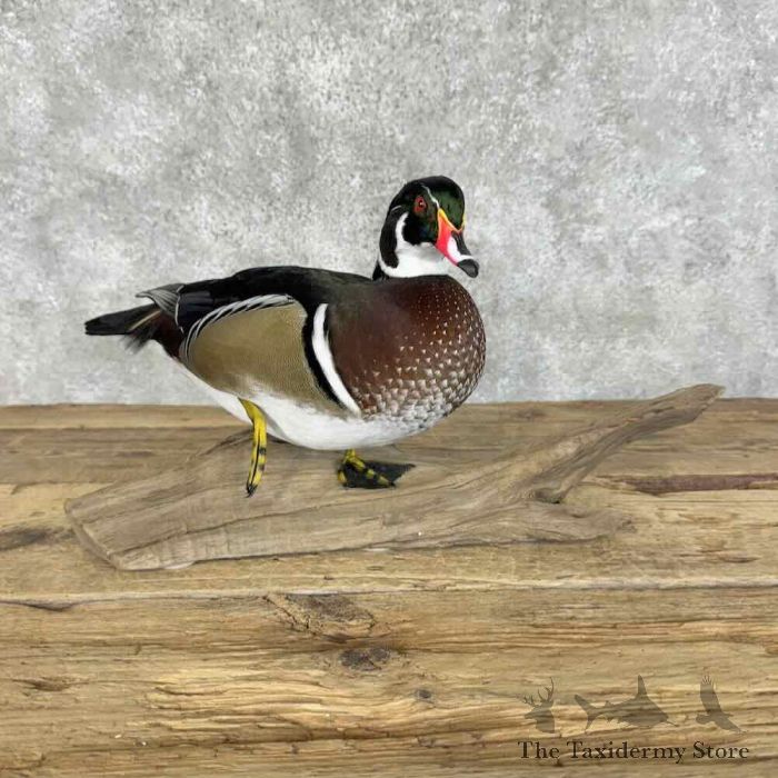 wood duck taxidermy bird mount for sale wood duck taxidermy bird mount for sale