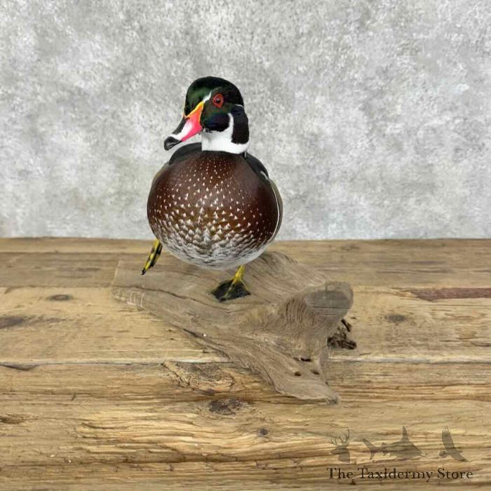 wood duck taxidermy bird mount for sale wood duck taxidermy bird mount for sale
