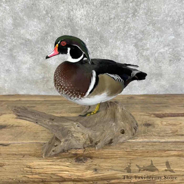 wood duck taxidermy bird mount for sale wood duck taxidermy bird mount for sale