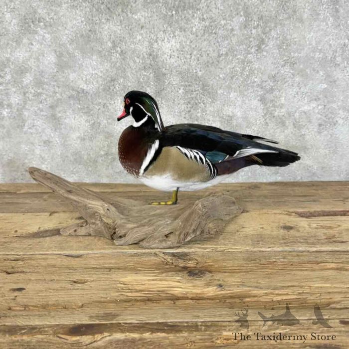 wood duck taxidermy bird mount for sale wood duck taxidermy bird mount for sale