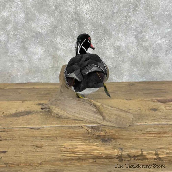 wood duck taxidermy bird mount for sale wood duck taxidermy bird mount for sale