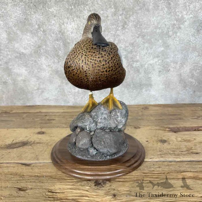 red shoveler taxidermy duck mount for sale red shoveler taxidermy duck mount for sale