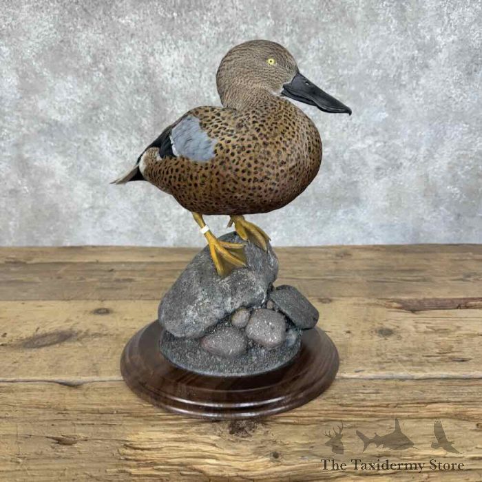 red shoveler taxidermy duck mount for sale red shoveler taxidermy duck mount for sale