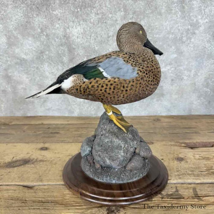 red shoveler taxidermy duck mount for sale red shoveler taxidermy duck mount for sale