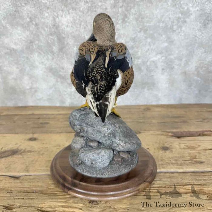 red shoveler taxidermy duck mount for sale red shoveler taxidermy duck mount for sale