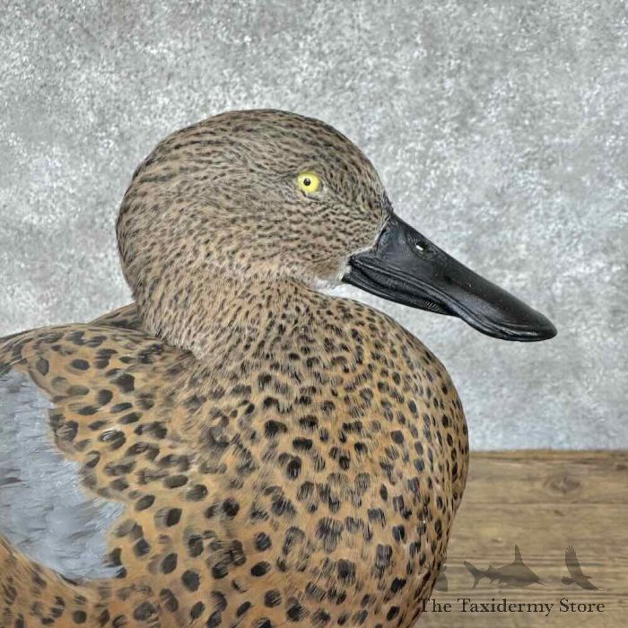 red shoveler taxidermy duck mount for sale red shoveler taxidermy duck mount for sale