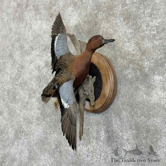 cinnamon teal duck taxidermy bird mount for sale cinnamon teal duck taxidermy bird mount for sale