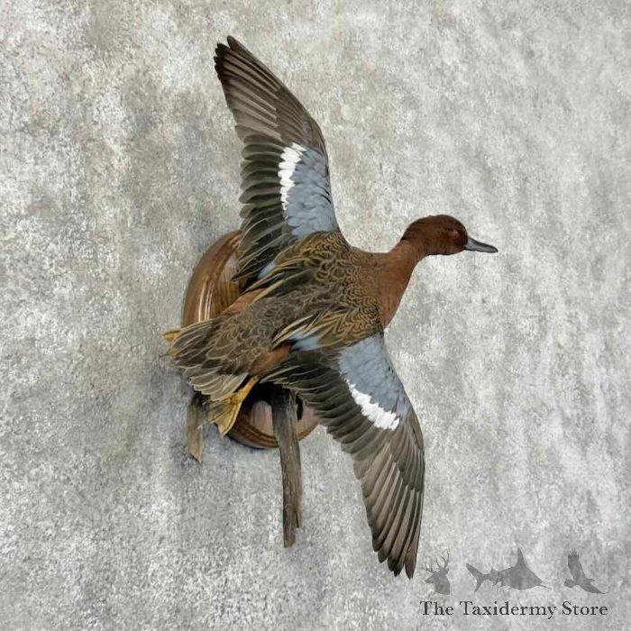 cinnamon teal duck taxidermy bird mount for sale cinnamon teal duck taxidermy bird mount for sale