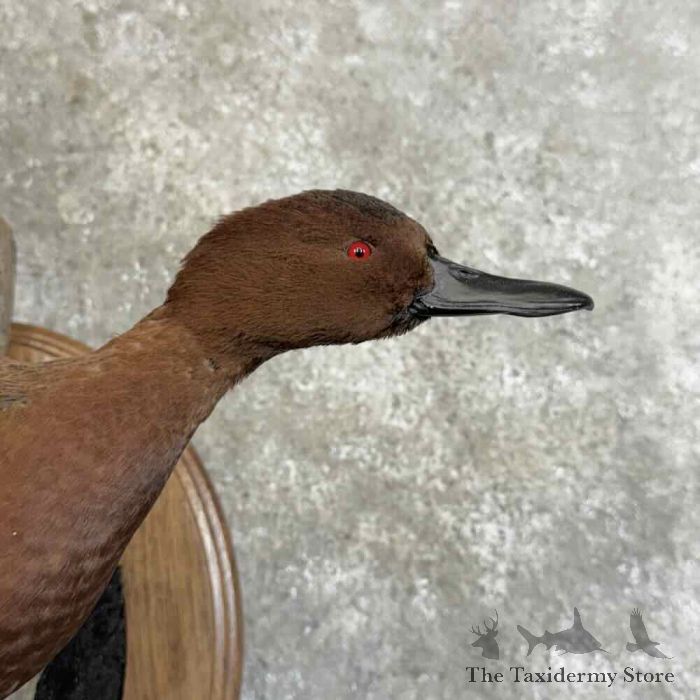 cinnamon teal duck taxidermy bird mount for sale cinnamon teal duck taxidermy bird mount for sale