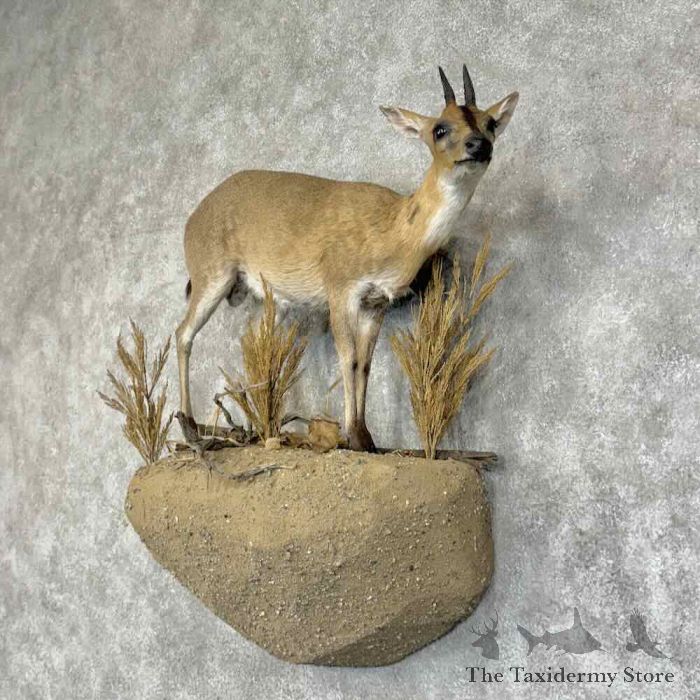 campbell's duiker life size taxidermy mount for sale campbell's duiker life size taxidermy mount for sale