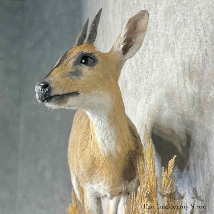 campbell's duiker life size taxidermy mount for sale campbell's duiker life size taxidermy mount for sale