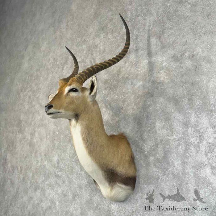 common lechwe taxidermy shoulder mount for sale common lechwe taxidermy shoulder mount for sale