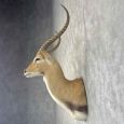 common lechwe taxidermy shoulder mount for sale common lechwe taxidermy shoulder mount for sale