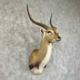 common lechwe taxidermy shoulder mount for sale common lechwe taxidermy shoulder mount for sale