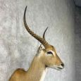 common lechwe taxidermy shoulder mount for sale common lechwe taxidermy shoulder mount for sale