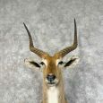 common lechwe taxidermy shoulder mount for sale common lechwe taxidermy shoulder mount for sale