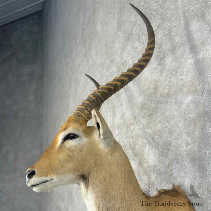 common lechwe taxidermy shoulder mount for sale common lechwe taxidermy shoulder mount for sale