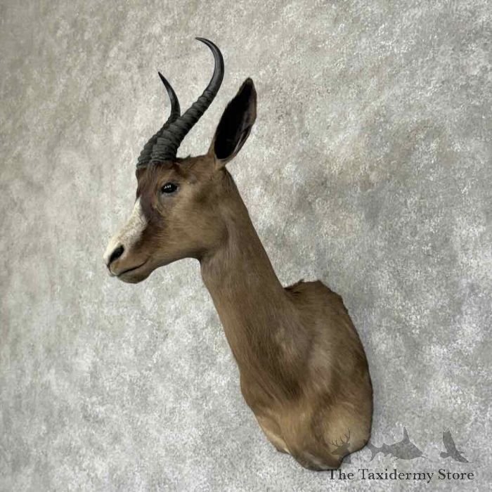 black springbok taxidermy shoulder mount for sale black springbok taxidermy shoulder mount for sale