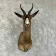 black springbok taxidermy shoulder mount for sale black springbok taxidermy shoulder mount for sale