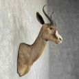 black springbok taxidermy shoulder mount for sale black springbok taxidermy shoulder mount for sale