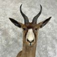 black springbok taxidermy shoulder mount for sale black springbok taxidermy shoulder mount for sale