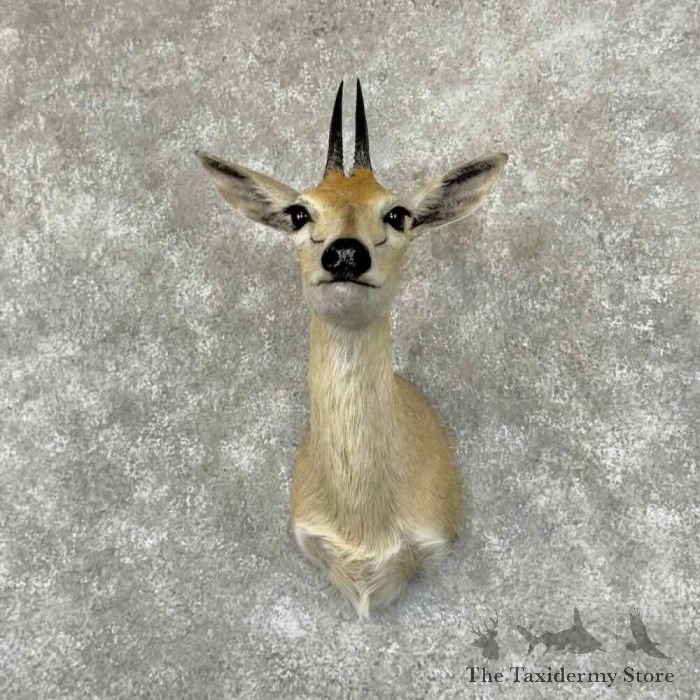 southern bush duiker taxidermy shoulder mount for sale southern bush duiker taxidermy shoulder mount for sale