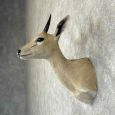 southern bush duiker taxidermy shoulder mount for sale southern bush duiker taxidermy shoulder mount for sale