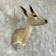 southern bush duiker taxidermy shoulder mount for sale southern bush duiker taxidermy shoulder mount for sale