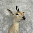 southern bush duiker taxidermy shoulder mount for sale southern bush duiker taxidermy shoulder mount for sale