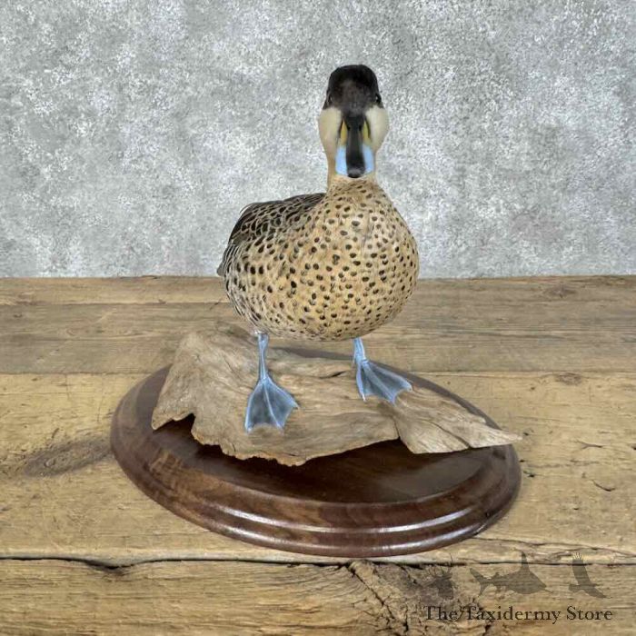 silver teal drake taxidermy bird mount for sale silver teal drake taxidermy bird mount for sale