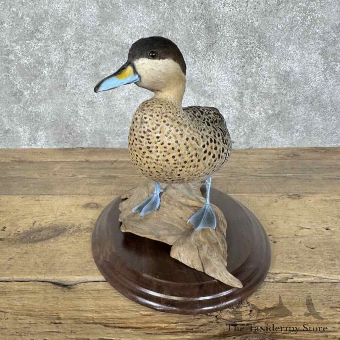 silver teal drake taxidermy bird mount for sale silver teal drake taxidermy bird mount for sale