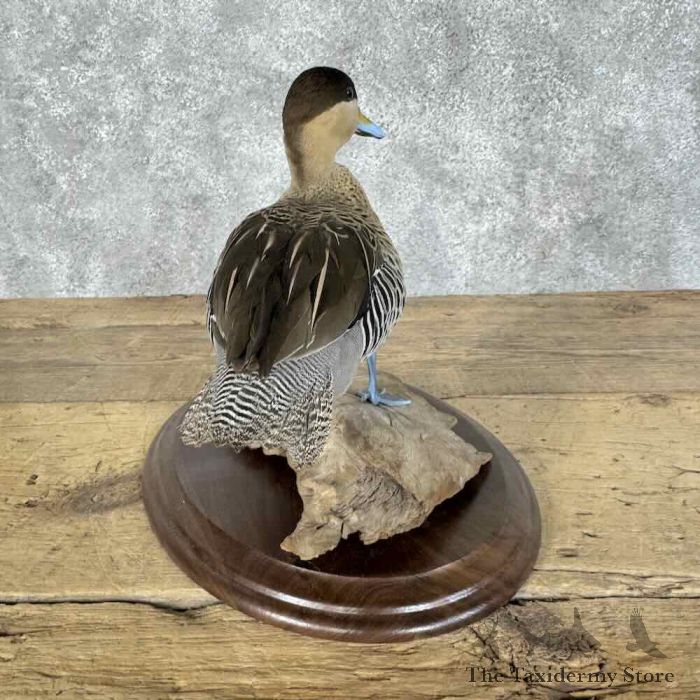 silver teal drake taxidermy bird mount for sale silver teal drake taxidermy bird mount for sale