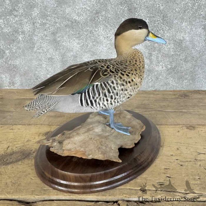 silver teal drake taxidermy bird mount for sale silver teal drake taxidermy bird mount for sale