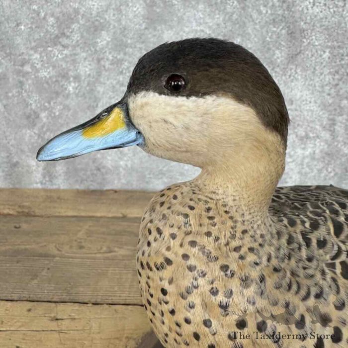 silver teal drake taxidermy bird mount for sale silver teal drake taxidermy bird mount for sale