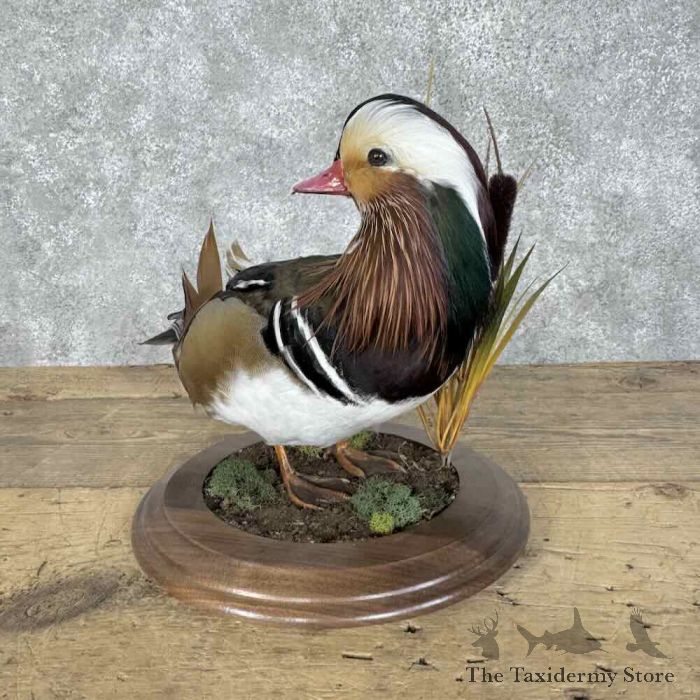 mandarin duck taxidermy bird mount for sale mandarin duck taxidermy bird mount for sale
