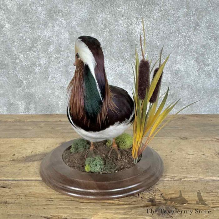 mandarin duck taxidermy bird mount for sale mandarin duck taxidermy bird mount for sale