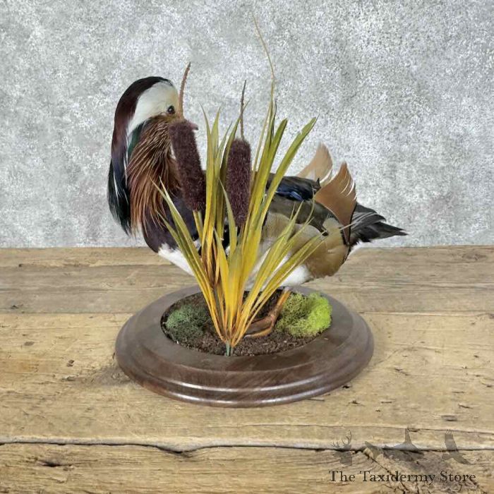 mandarin duck taxidermy bird mount for sale mandarin duck taxidermy bird mount for sale