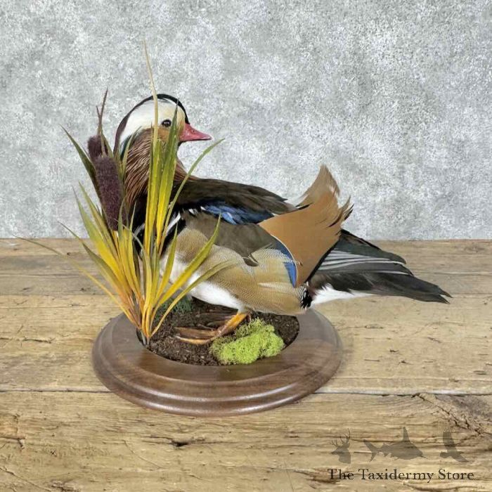 mandarin duck taxidermy bird mount for sale mandarin duck taxidermy bird mount for sale