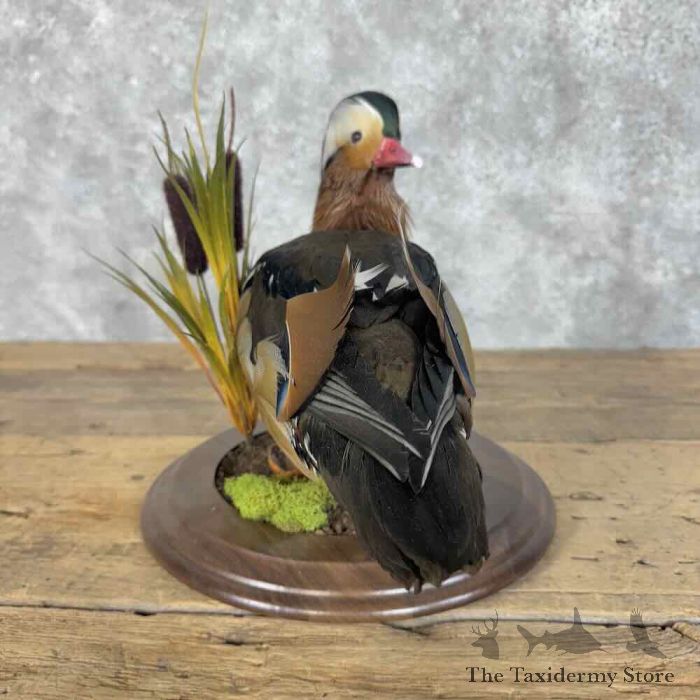 mandarin duck taxidermy bird mount for sale mandarin duck taxidermy bird mount for sale