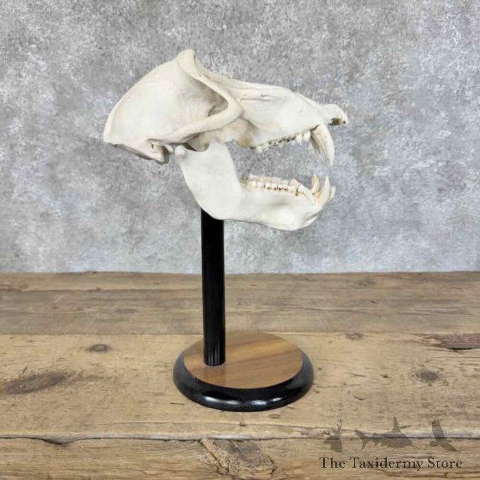chacma baboon full skull for sale chacma baboon full skull for sale